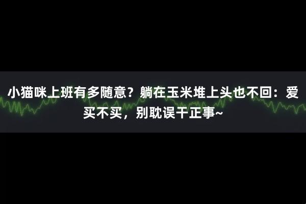 小猫咪上班有多随意？躺在玉米堆上头也不回：爱买不买，别耽误干正事~