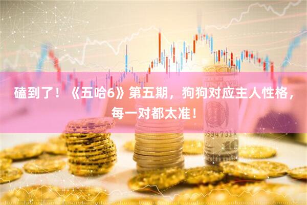 磕到了！《五哈6》第五期，狗狗对应主人性格，每一对都太准！
